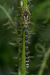 David Plant Photography - Wildlife Photography - Southern hawker - F